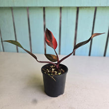 Load image into Gallery viewer, #R30 Philodendron Orange Princess