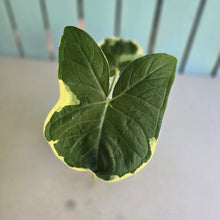 Load image into Gallery viewer, #RD31 Xanthosoma Mickey Mouse