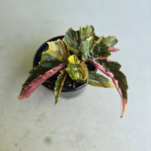 Load image into Gallery viewer, #D89 Begonia Ginny Galaxy