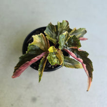 Load image into Gallery viewer, #D89 Begonia Ginny Galaxy