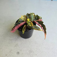 Load image into Gallery viewer, #D89 Begonia Ginny Galaxy