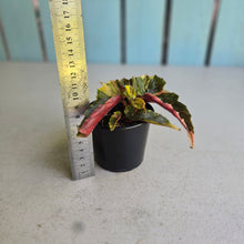 Load image into Gallery viewer, #D89 Begonia Ginny Galaxy