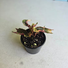 Load image into Gallery viewer, #D89 Begonia Ginny Galaxy