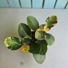 Load image into Gallery viewer, #R119 Peperomia Tropicolor