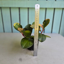 Load image into Gallery viewer, #R119 Peperomia Tropicolor