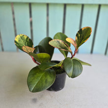Load image into Gallery viewer, #R119 Peperomia Tropicolor