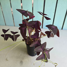Load image into Gallery viewer, #R113 Oxalis Triangularis