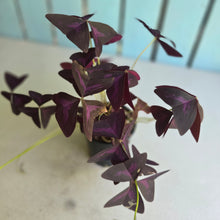Load image into Gallery viewer, #R113 Oxalis Triangularis