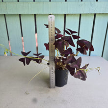 Load image into Gallery viewer, #R113 Oxalis Triangularis