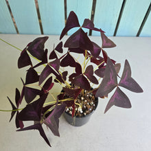 Load image into Gallery viewer, #R113 Oxalis Triangularis