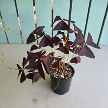 Load image into Gallery viewer, #R113 Oxalis Triangularis