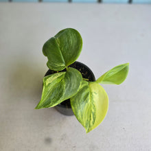 Load image into Gallery viewer, #R91 Scindapsus Treubii Aurea / Rubicon