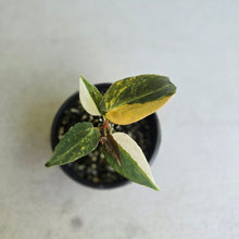 Load image into Gallery viewer, #RD41 Variegated Anthurium Forgetii x