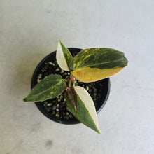 Load image into Gallery viewer, #RD41 Variegated Anthurium Forgetii x