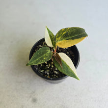 Load image into Gallery viewer, #RD41 Variegated Anthurium Forgetii x