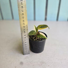 Load image into Gallery viewer, #RD41 Variegated Anthurium Forgetii x
