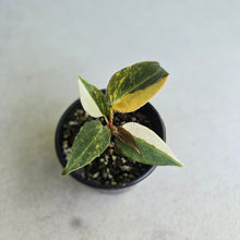 Load image into Gallery viewer, #RD41 Variegated Anthurium Forgetii x