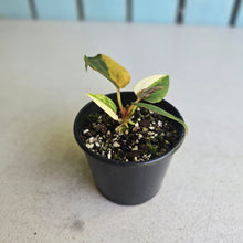 Load image into Gallery viewer, #RD41 Variegated Anthurium Forgetii x