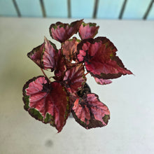 Load image into Gallery viewer, #R11 Begonia Cherry Fields