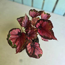 Load image into Gallery viewer, #R11 Begonia Cherry Fields