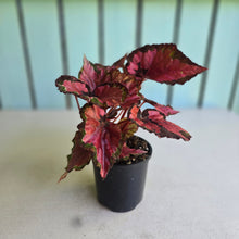 Load image into Gallery viewer, #R11 Begonia Cherry Fields