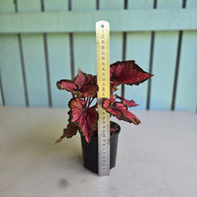 Load image into Gallery viewer, #R11 Begonia Cherry Fields