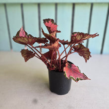 Load image into Gallery viewer, #R11 Begonia Cherry Fields