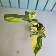 Load image into Gallery viewer, #D233 Variegated Philodendron Bipennifolium