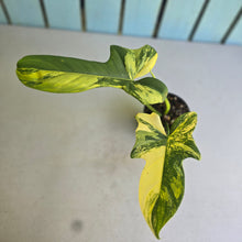 Load image into Gallery viewer, #D233 Variegated Philodendron Bipennifolium