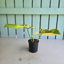 Load image into Gallery viewer, #D233 Variegated Philodendron Bipennifolium