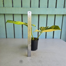 Load image into Gallery viewer, #D233 Variegated Philodendron Bipennifolium