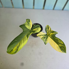 Load image into Gallery viewer, #D233 Variegated Philodendron Bipennifolium