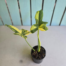 Load image into Gallery viewer, #D233 Variegated Philodendron Bipennifolium