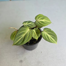 Load image into Gallery viewer, #R2 Philodendron Tinkle Bell - Miniature