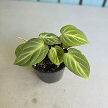 Load image into Gallery viewer, #R2 Philodendron Tinkle Bell - Miniature