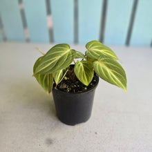 Load image into Gallery viewer, #R2 Philodendron Tinkle Bell - Miniature