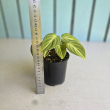 Load image into Gallery viewer, #R2 Philodendron Tinkle Bell - Miniature