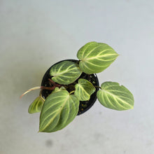 Load image into Gallery viewer, #R2 Philodendron Tinkle Bell - Miniature