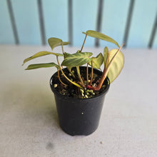Load image into Gallery viewer, #R2 Philodendron Tinkle Bell - Miniature