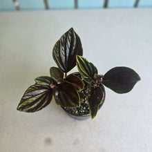 Load image into Gallery viewer, #R18 Peperomia Rugosa Ecuador