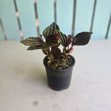 Load image into Gallery viewer, #R18 Peperomia Rugosa Ecuador
