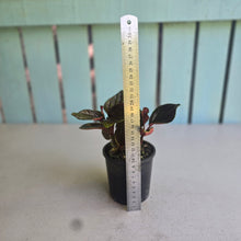 Load image into Gallery viewer, #R18 Peperomia Rugosa Ecuador