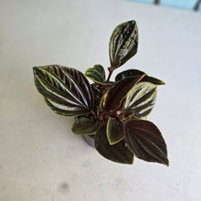 Load image into Gallery viewer, #R18 Peperomia Rugosa Ecuador