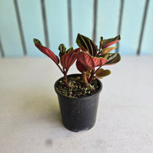 Load image into Gallery viewer, #R18 Peperomia Rugosa Ecuador