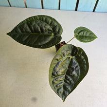 Load image into Gallery viewer, #FR19 Anthurium 'Donatello' - (Lux x Red Crystallinum) - @aus.plantmum hybrid