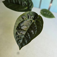 Load image into Gallery viewer, #FR19 Anthurium 'Donatello' - (Lux x Red Crystallinum) - @aus.plantmum hybrid