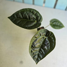 Load image into Gallery viewer, #FR19 Anthurium 'Donatello' - (Lux x Red Crystallinum) - @aus.plantmum hybrid