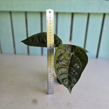 Load image into Gallery viewer, #FR19 Anthurium 'Donatello' - (Lux x Red Crystallinum) - @aus.plantmum hybrid