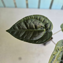 Load image into Gallery viewer, #FR19 Anthurium 'Donatello' - (Lux x Red Crystallinum) - @aus.plantmum hybrid
