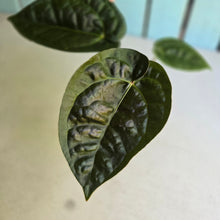 Load image into Gallery viewer, #FR19 Anthurium 'Donatello' - (Lux x Red Crystallinum) - @aus.plantmum hybrid